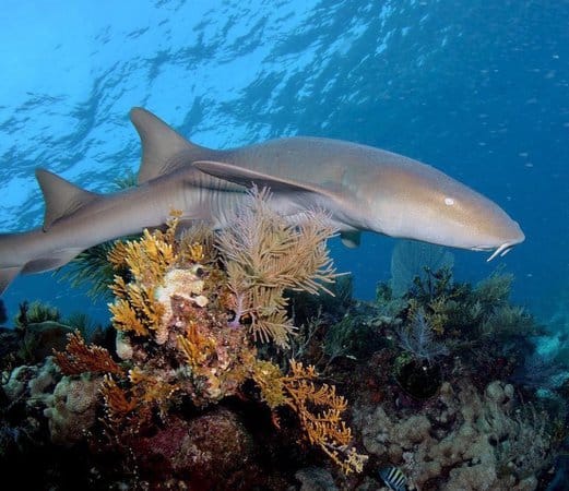 Nurse Shark - Photo Credits: twhofishdivers.com