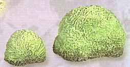 Brain Coral