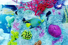 corals